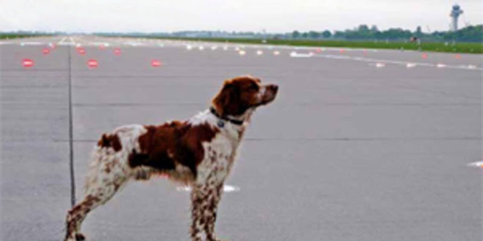 Ein Hund steht auf der Landebahn