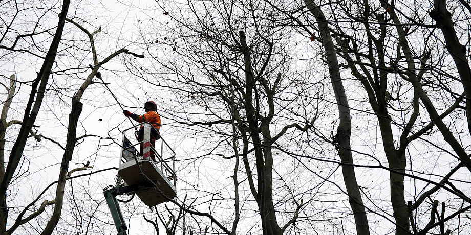 Ein Baumpfleger steht in einem Hubkorb und schneidet einen Ast ab